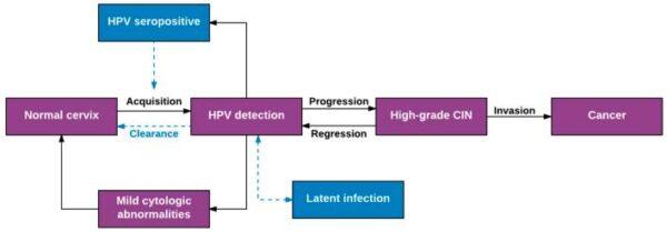 Schematic model of the population-level natural history of HPV infection and cervical cancer. Purple boxes indicate well-accepted natural history model parameters; blue boxes represent uncertainties. (Viruses/MDPI)