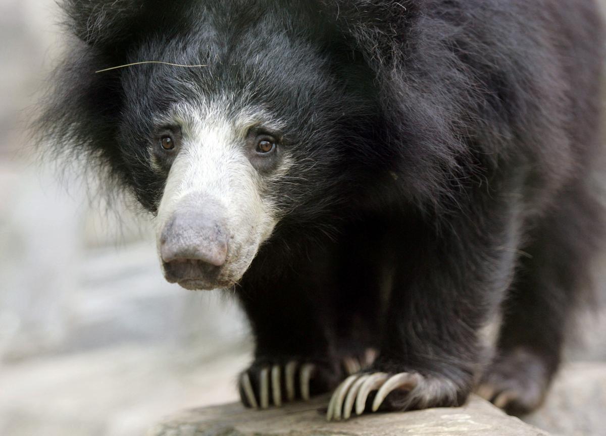 3 Bears Die of Cold in Plane Grounded at Belgium Airport