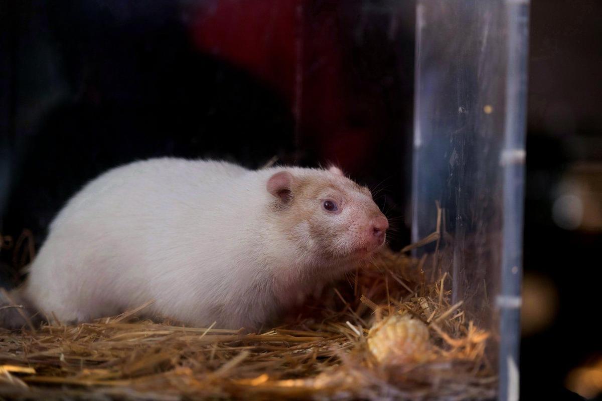 Groundhog Day: Willie and Sam at Odds Over Spring’s Arrival
