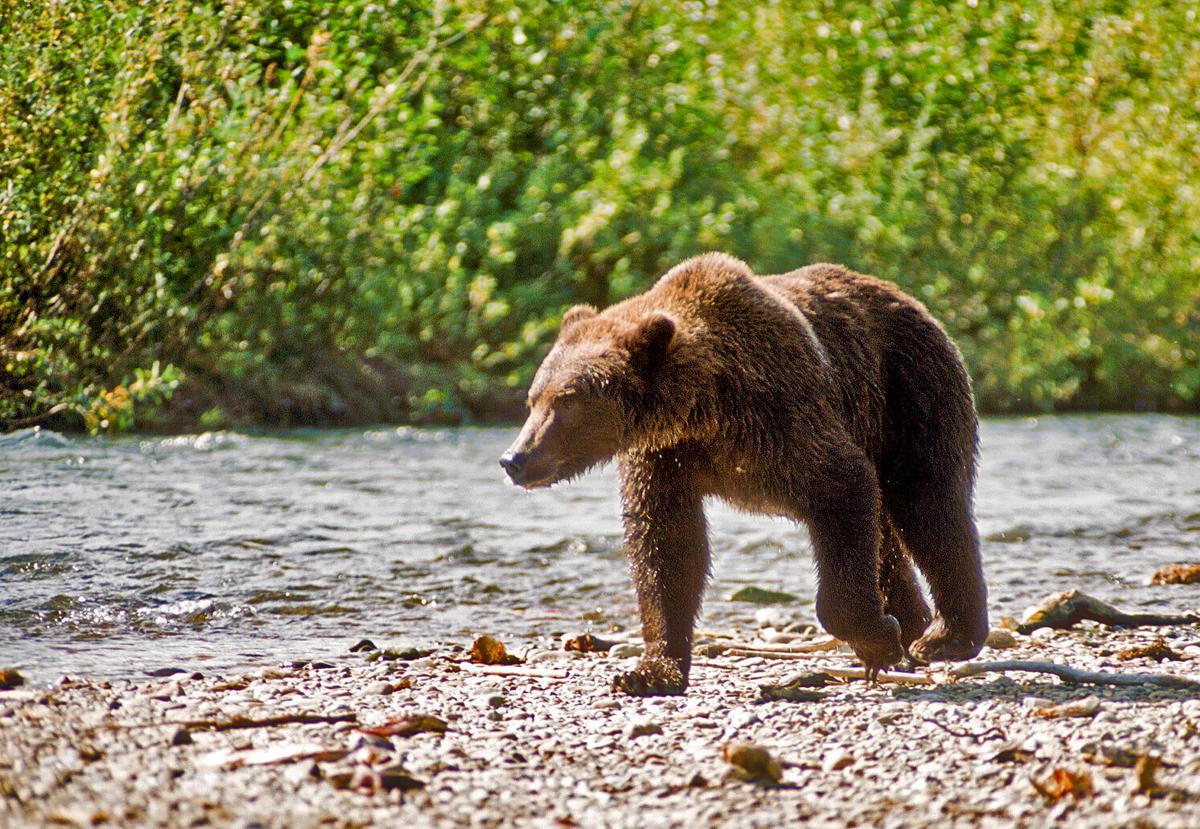 Now Is Your Chance to Nab a Permit to Watch McNeil River Bears Feast on Salmon This Summer