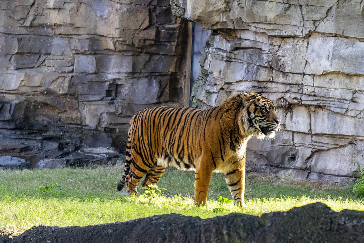 Endangered Sumatran Tiger Moves Into Busch Gardens Tampa Bay