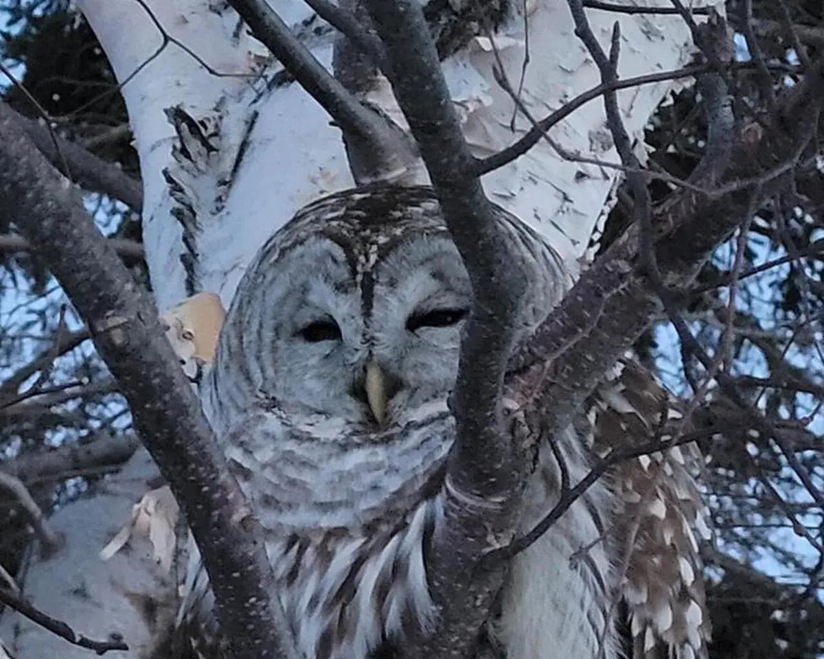 Owl Rescued From Prince Edward Island Field to Be Taken to Nova Scotia for Treatment