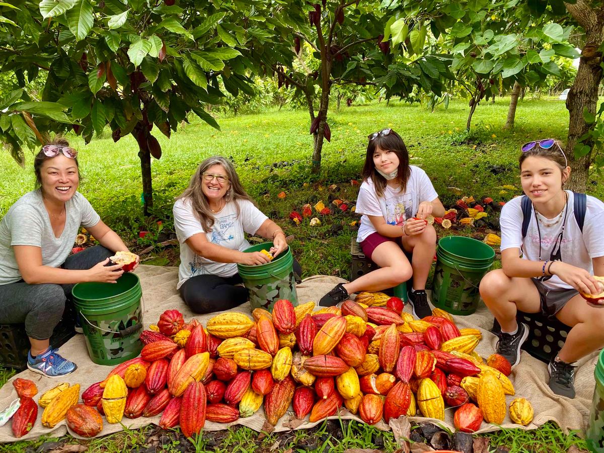 Why Hawaiian Chocolate Is Some of the Rarest in the Country