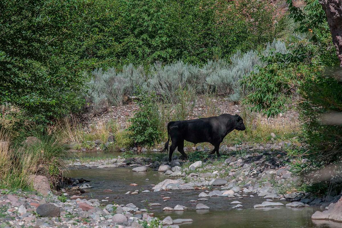 Kill Order for New Mexico Feral Cows Issued by US Officials