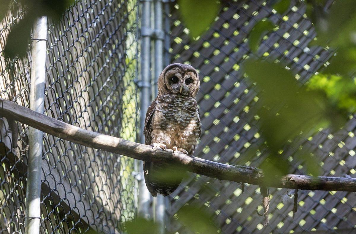 Northern Spotted Owl Found Injured Near BC Train Tracks Two Months After Release