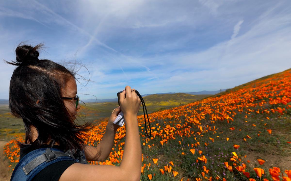 Are the Conditions Ripe for a ‘Superbloom’ in Rain-Soaked California? Here’s What Experts Say