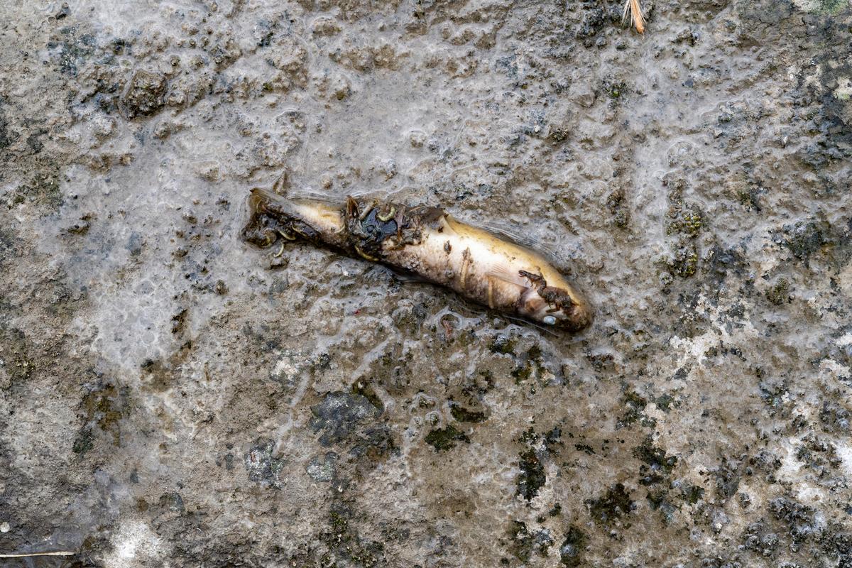 More Than 749,000 Fish Killed in Montgomery County Fertilizer Spill