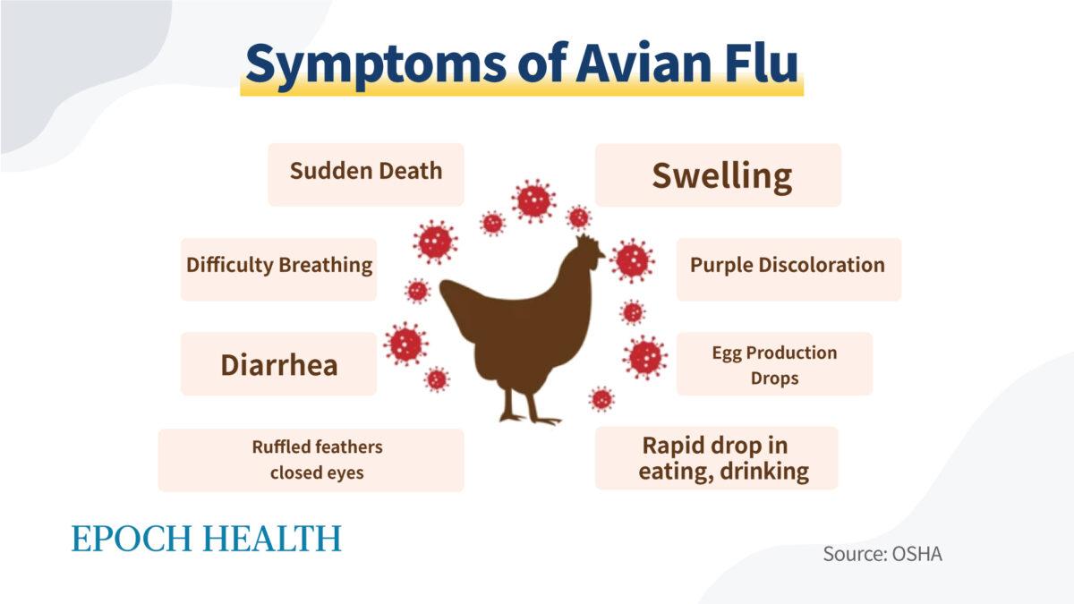 Here is a list of symptoms to watch out for in birds. (The Epoch Times)