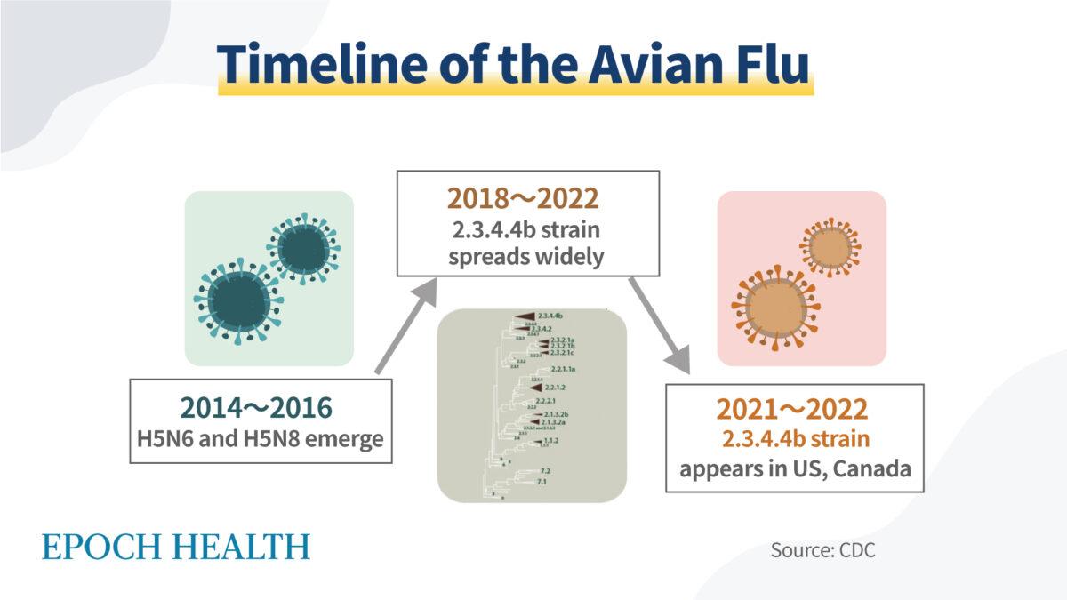 A timeline of the avian flu. (The Epoch Times)