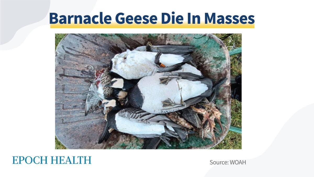 A photo of deceased barnacle geese off the Scottish coast.
