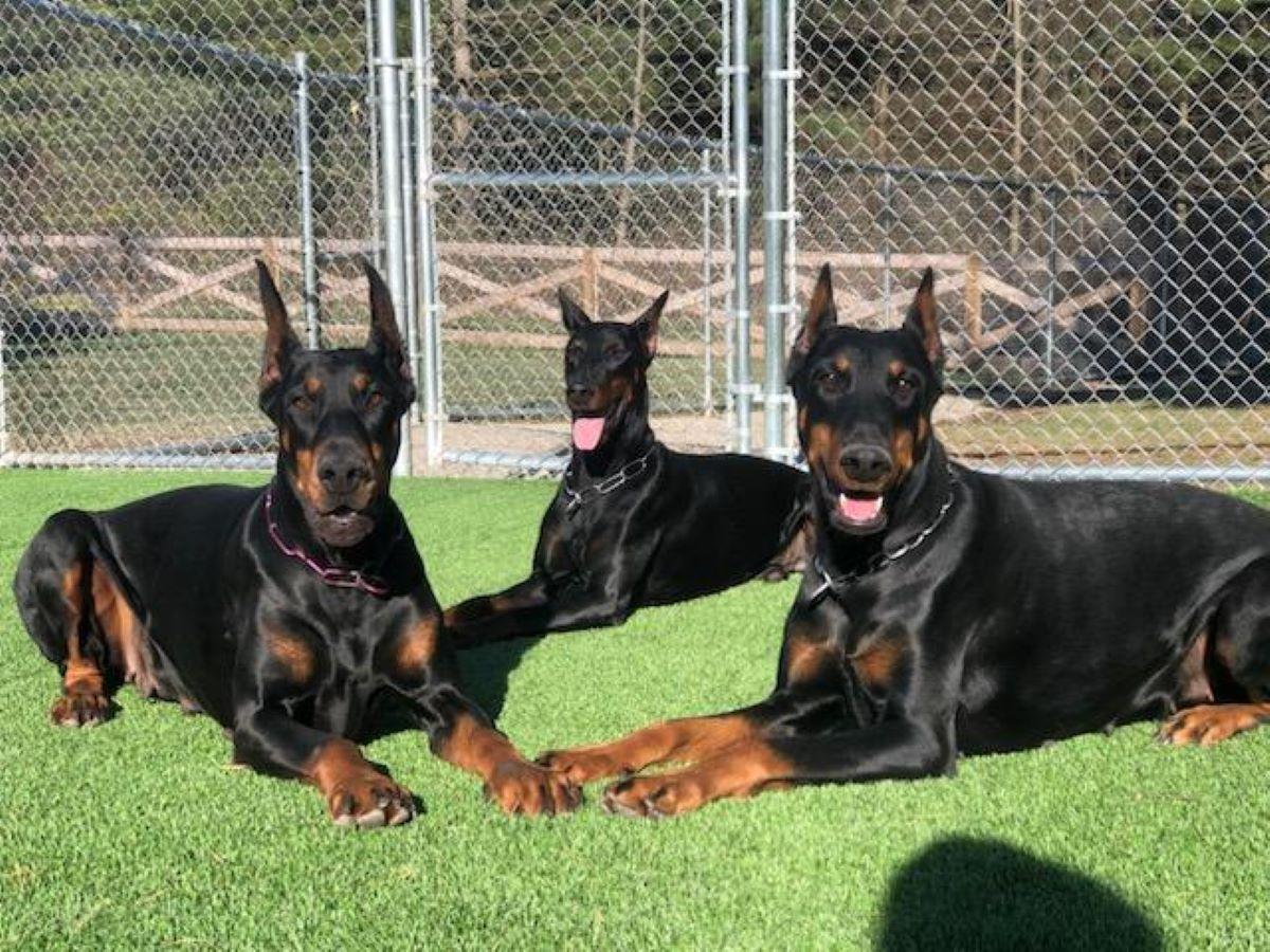 Kennel Owner Who Fled Ohio Train Derailment Says Business Destroyed