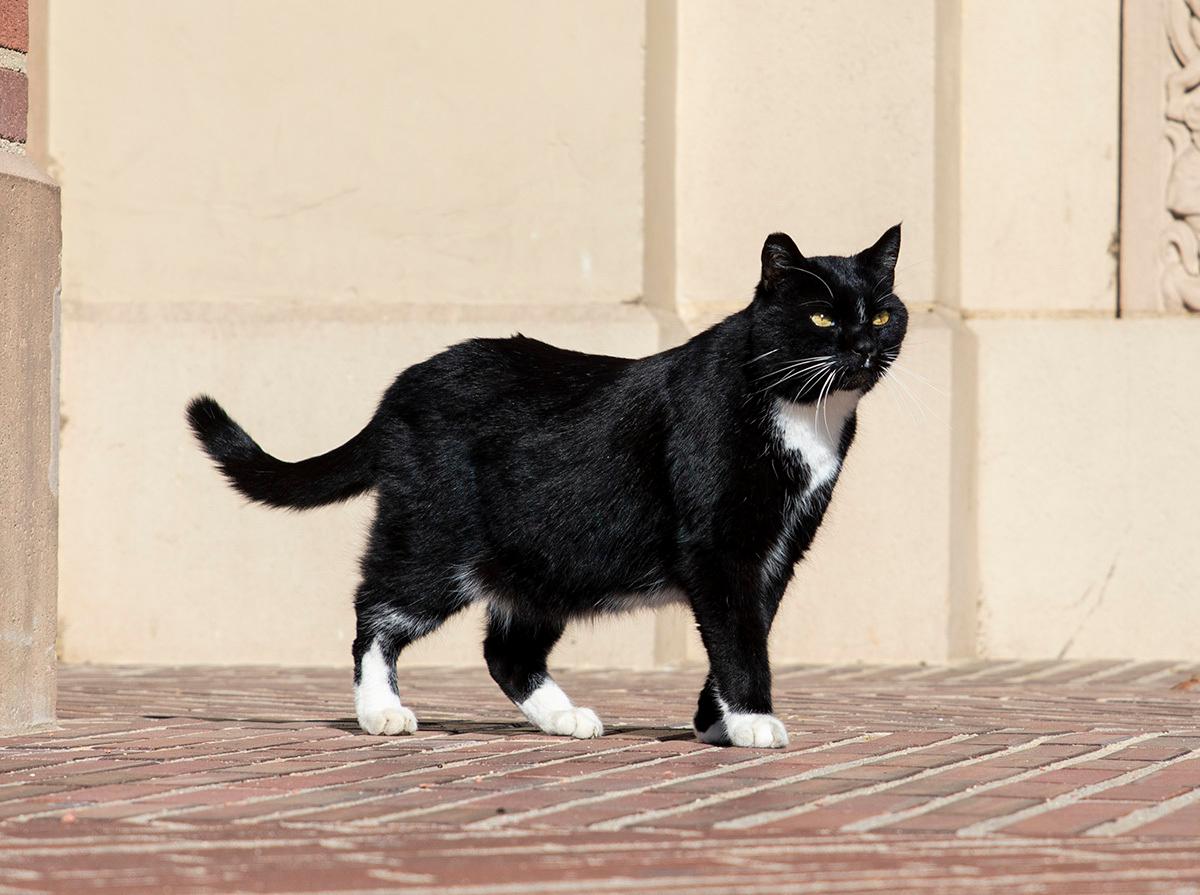 UCLA Community Mourns Death of University’s Unofficial Mascot ‘Powell Cat’