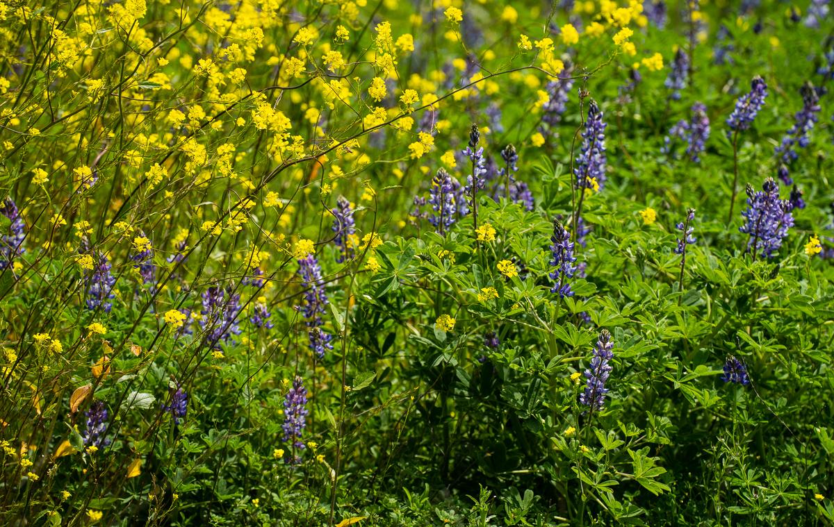 Wildflowers Blossom at Peters Canyon Regional Park