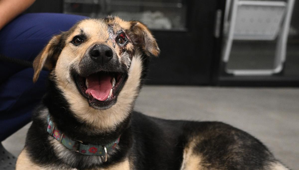 Rescued Dog from Iran to Undergo Eyelid Surgery in San Diego