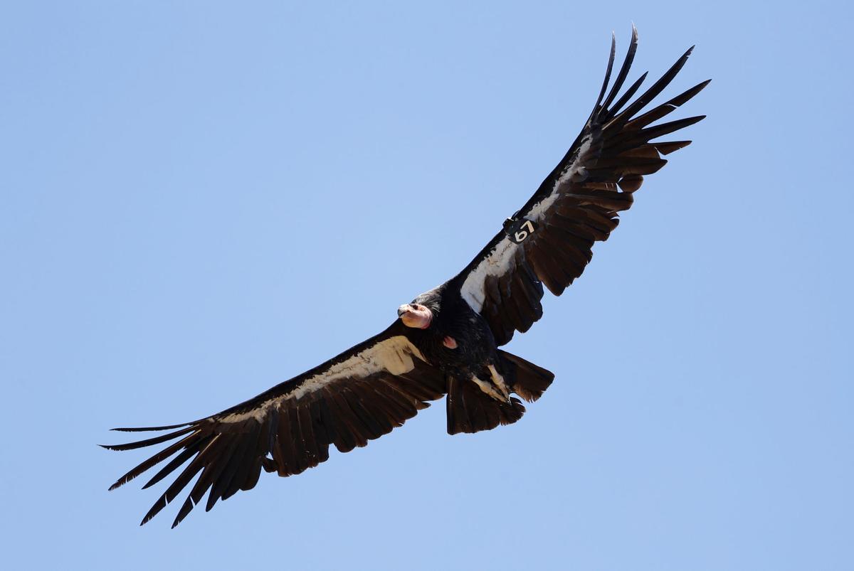Avian Flu Kills 3 California Condors in Northern Arizona