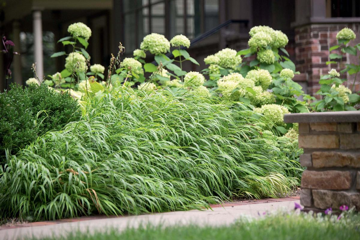 Japanese forest grass creates a soft edge along with plants with different foliage and flower forms and texture, as shown in the book "Field Guide to Outside Style." (Tracy Walsh/Provided photo/TNS)