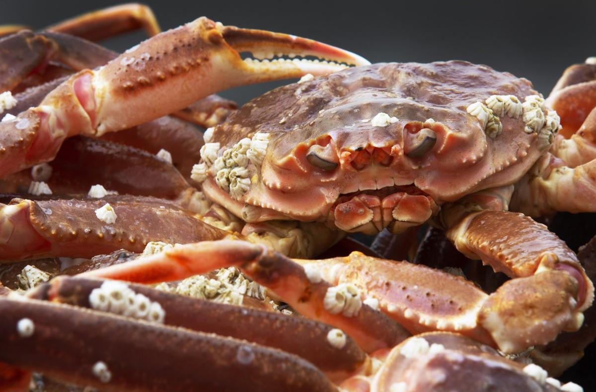 Fishers Crabby Over Japan’s Russian Imports, but Tokyo Says Canada Exports Negligible