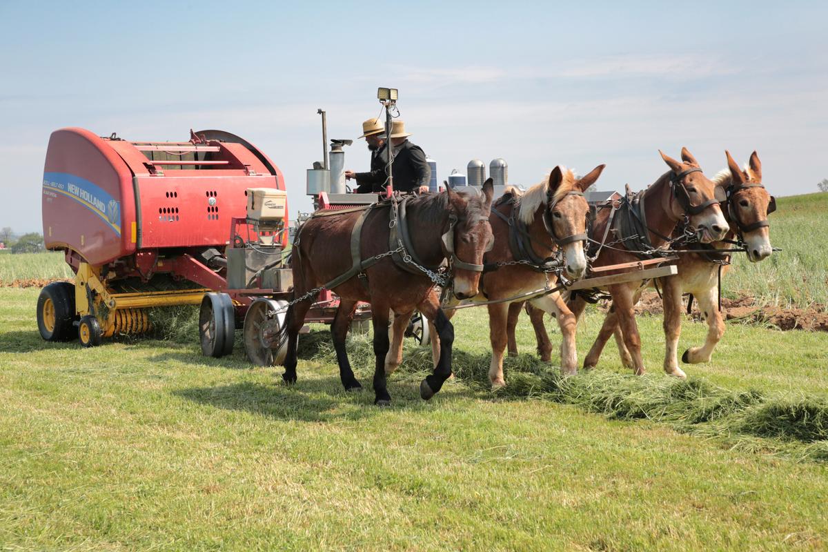 IN-DEPTH: Pennsylvania Amish Kept True to Their Traditions—Then the Government Came