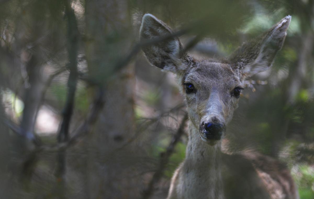 The $350 Million Federal Plan to Reduce Animal Road Deaths and Create Wildlife Corridors