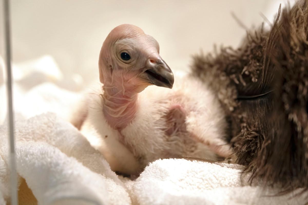 California Condors Confront Bird Flu in Flight From Extinction