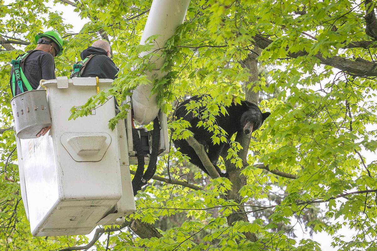 Bear in a Tree Holds Michigan City in Suspense for Hours on Mother’s Day