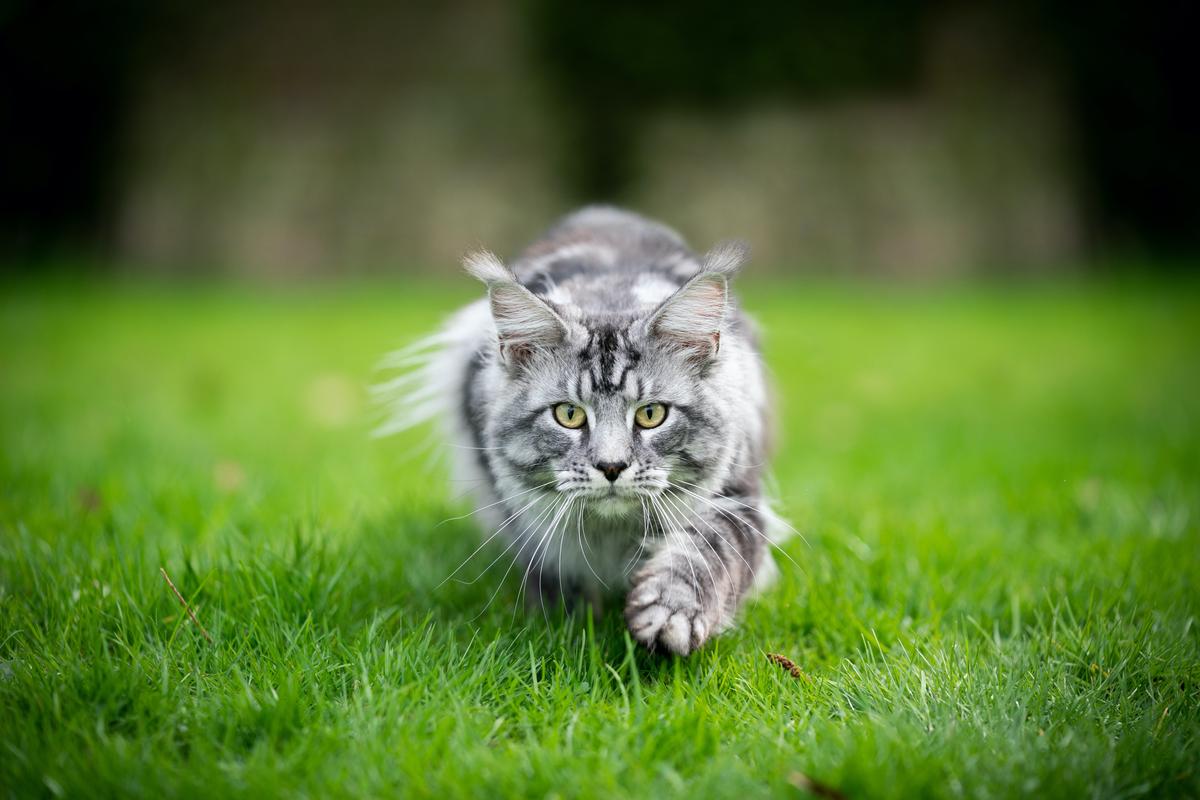 Cats Require Meat-Based Diets
