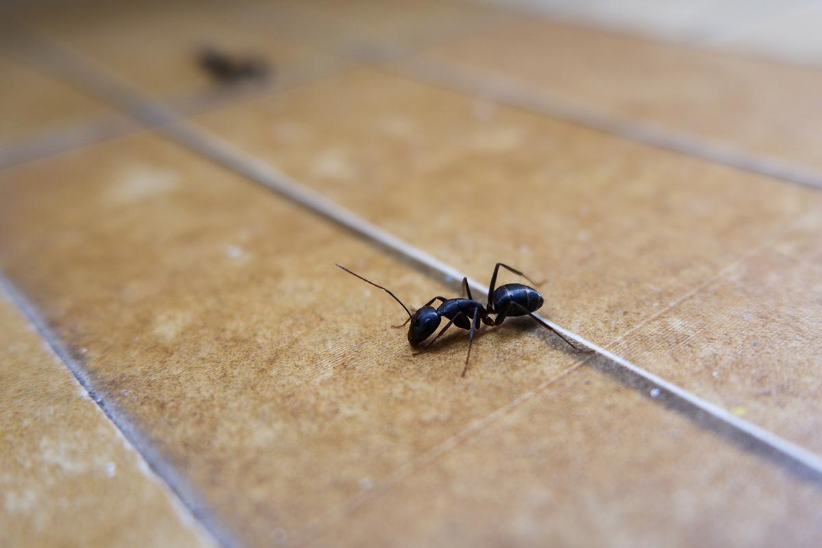 Unwanted Guests? How to Make Sure Ants Don’t Set up Shop in Your Home This Summer