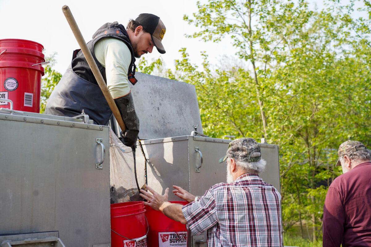 Tyler Shaver (L) prepares trout to be released into the Neversink River in Cuddebackville, N.Y., on May 23, 2023. (Cara Ding/The Epoch Times)