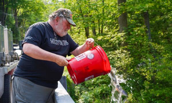Orange County Federation of Sportsmen's Clubs volunteer Bud Flotard empties a bucket of trout into Basha Kill, a major Neversink River tributary in Cuddebackville, N.Y., during trout fishing season on May 23, 2023. (Cara Ding/The Epoch Times)