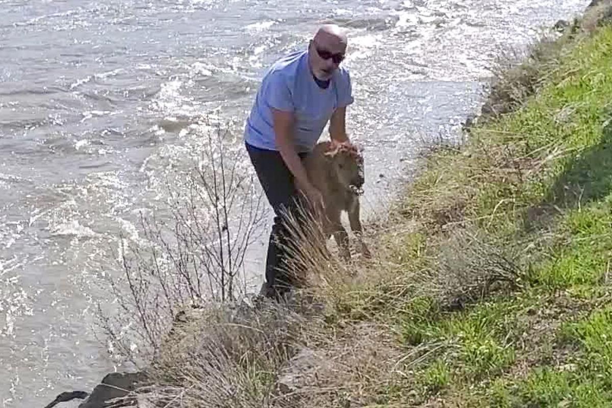 Yellowstone Baby Bison Put to Death After Visitor Picks It Up, Leading Herd to Reject It