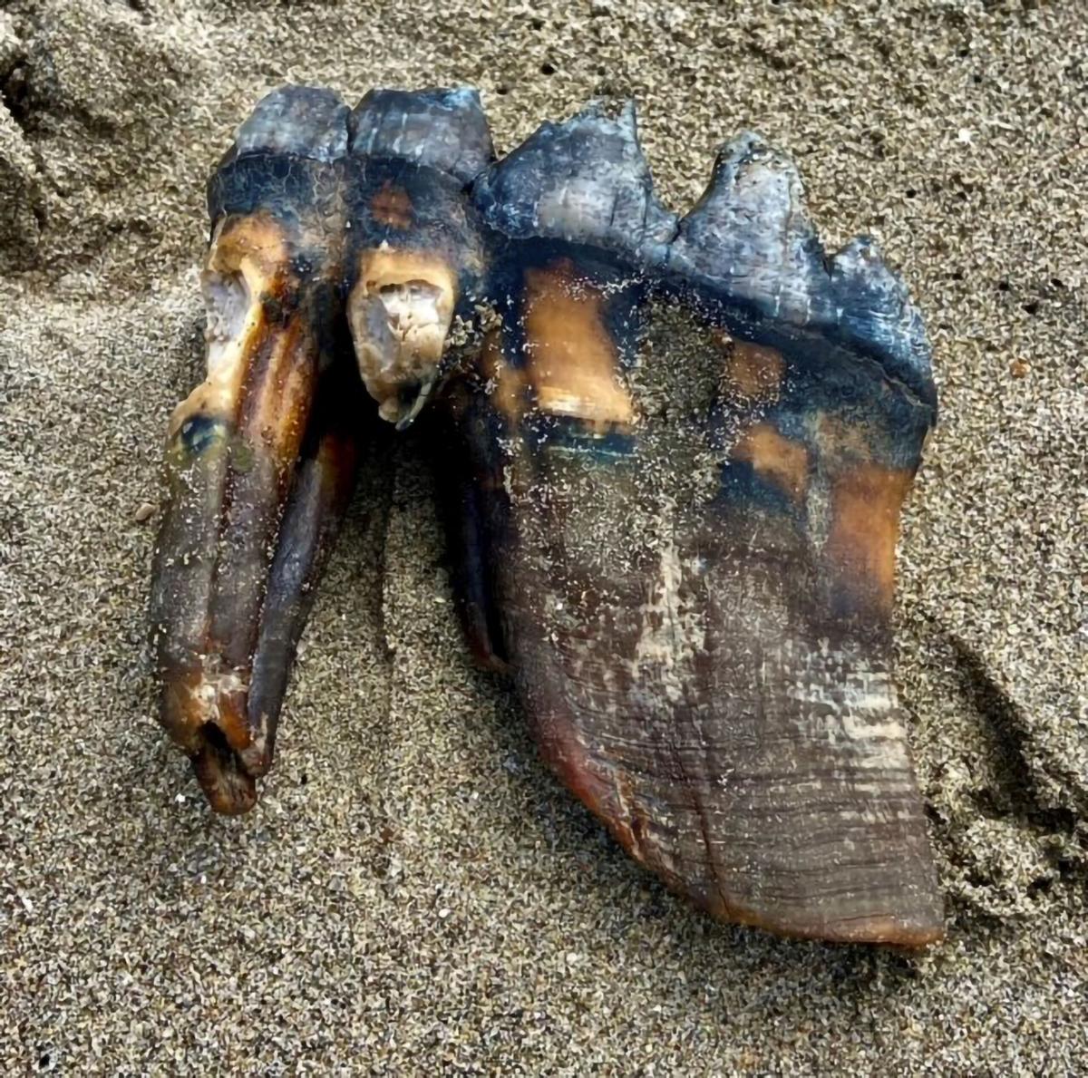 Woman Walking on California Beach Finds Ancient Mastodon Tooth