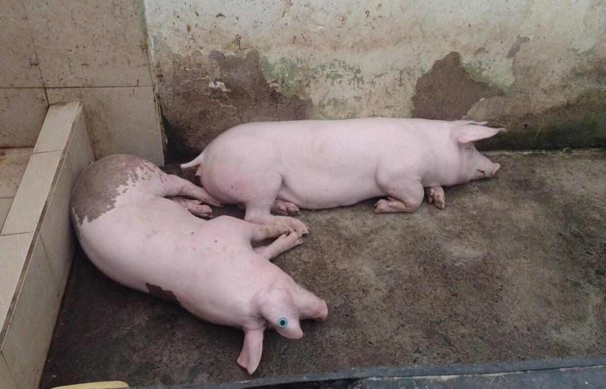 Ecuador Authorities Confiscate Pigs, Fighting Cocks From Prison