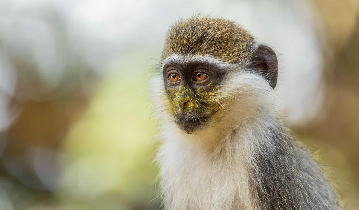 Green Monkeys, You Say? BioNTech’s mRNA Factory and the Marburg Virus