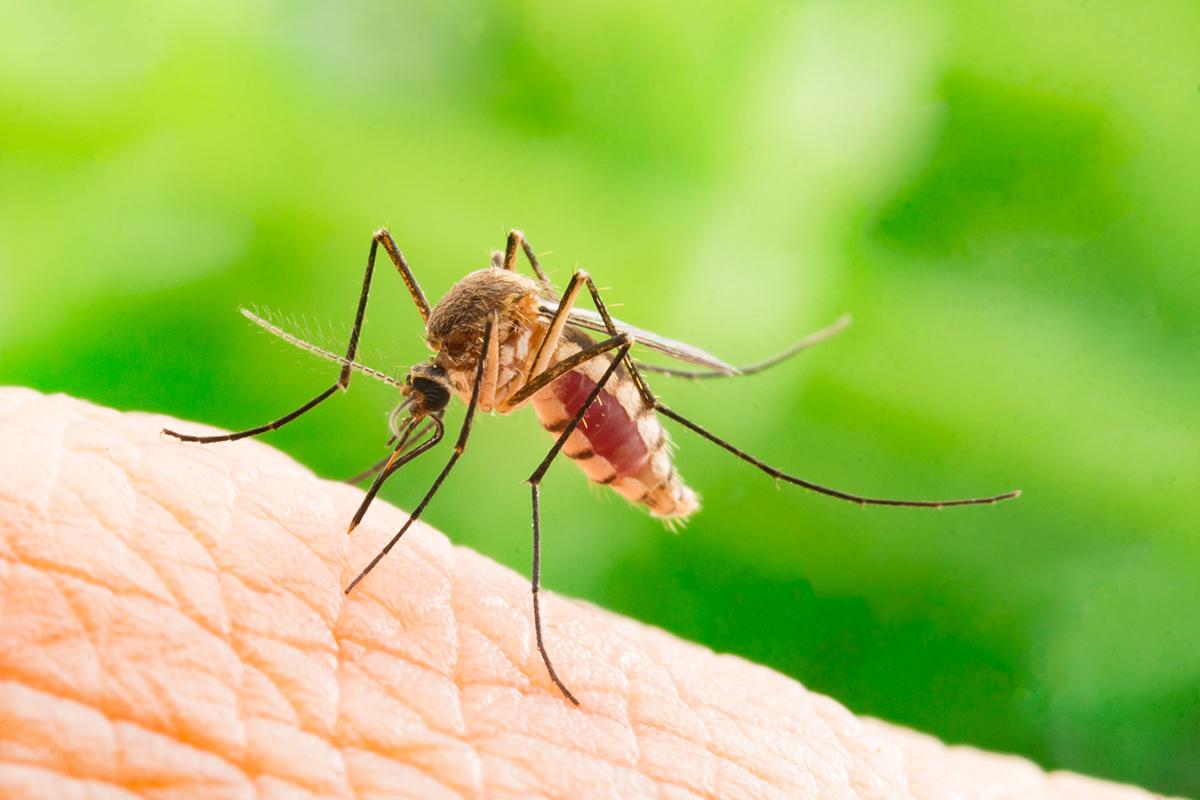 Effective Ways to Naturally Prevent Mosquito Bites and Deadly Mosquito-Borne Diseases