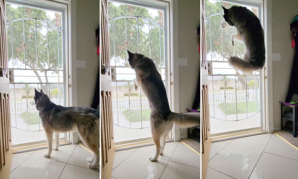 VIDEO: Bouncing Husky’s Olympic-Grade High Jumps Stun Owner and Passersby—‘She’s Really Smart’