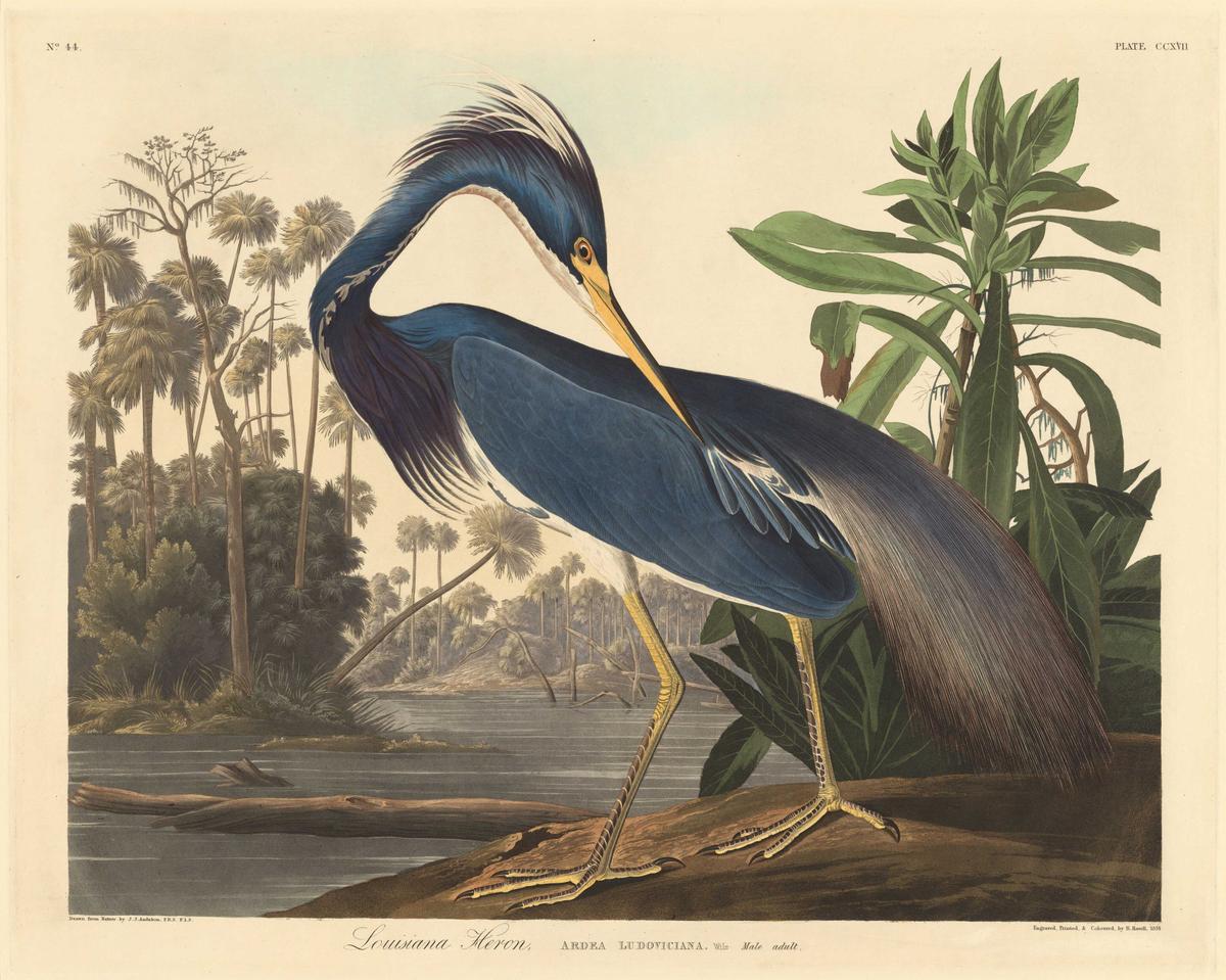 Audubon’s Lifelike Illustrations of Spectacular Birds