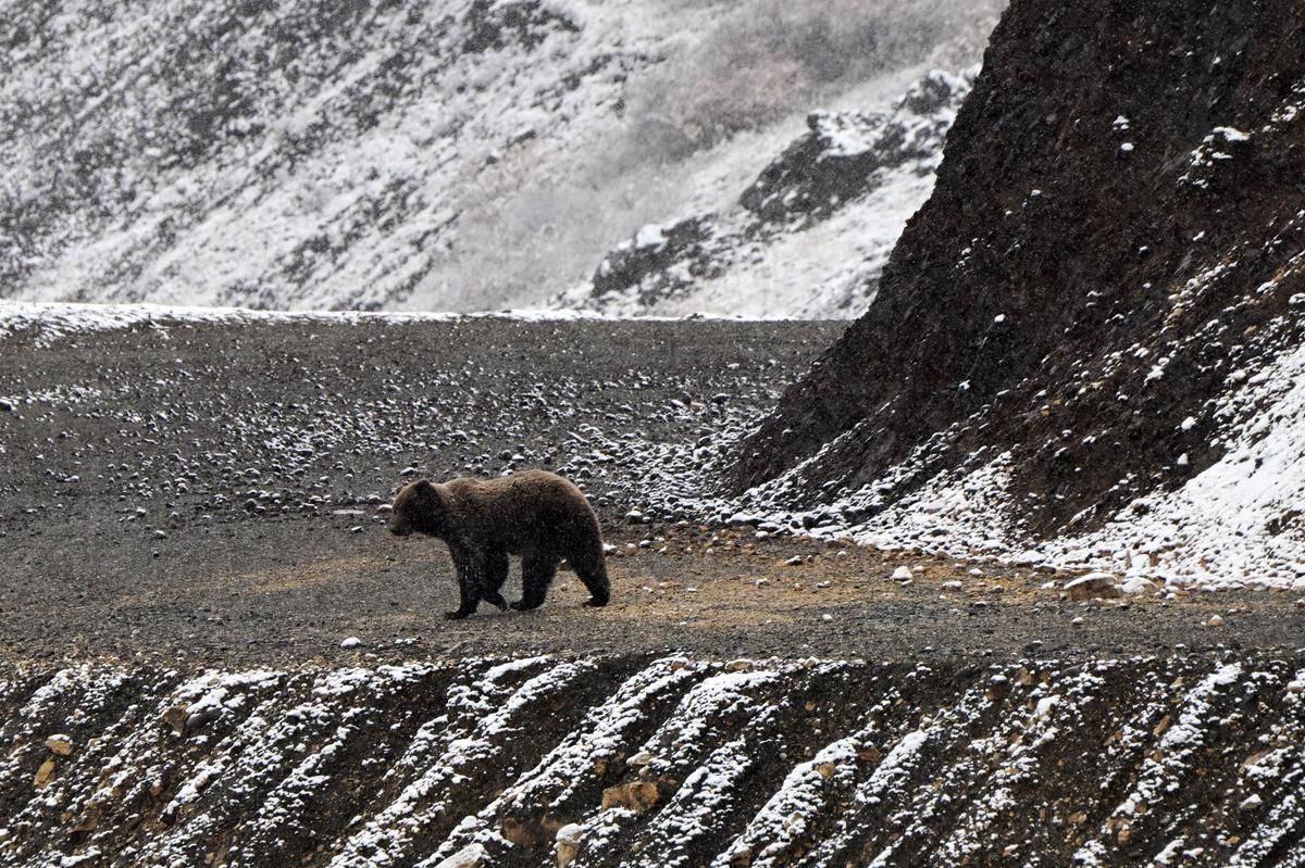 Woman Found Dead After Grizzly Bear Encounter Near Yellowstone National Park