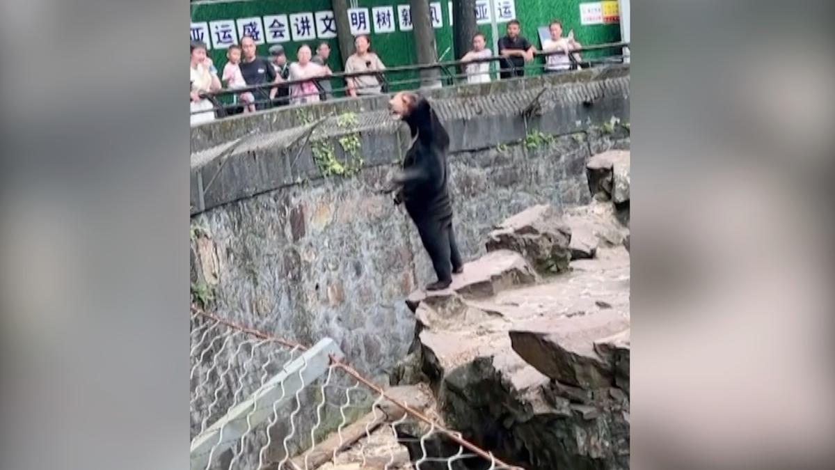 Our Bears Are Real, a Chinese Zoo Says, Denying They Are ‘Humans in Disguise’