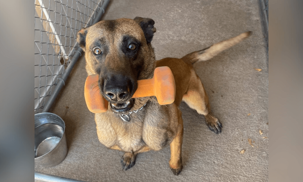 San Diego Police Dog Killed in Shooting at Mesa College; Suspect Pronounced Dead