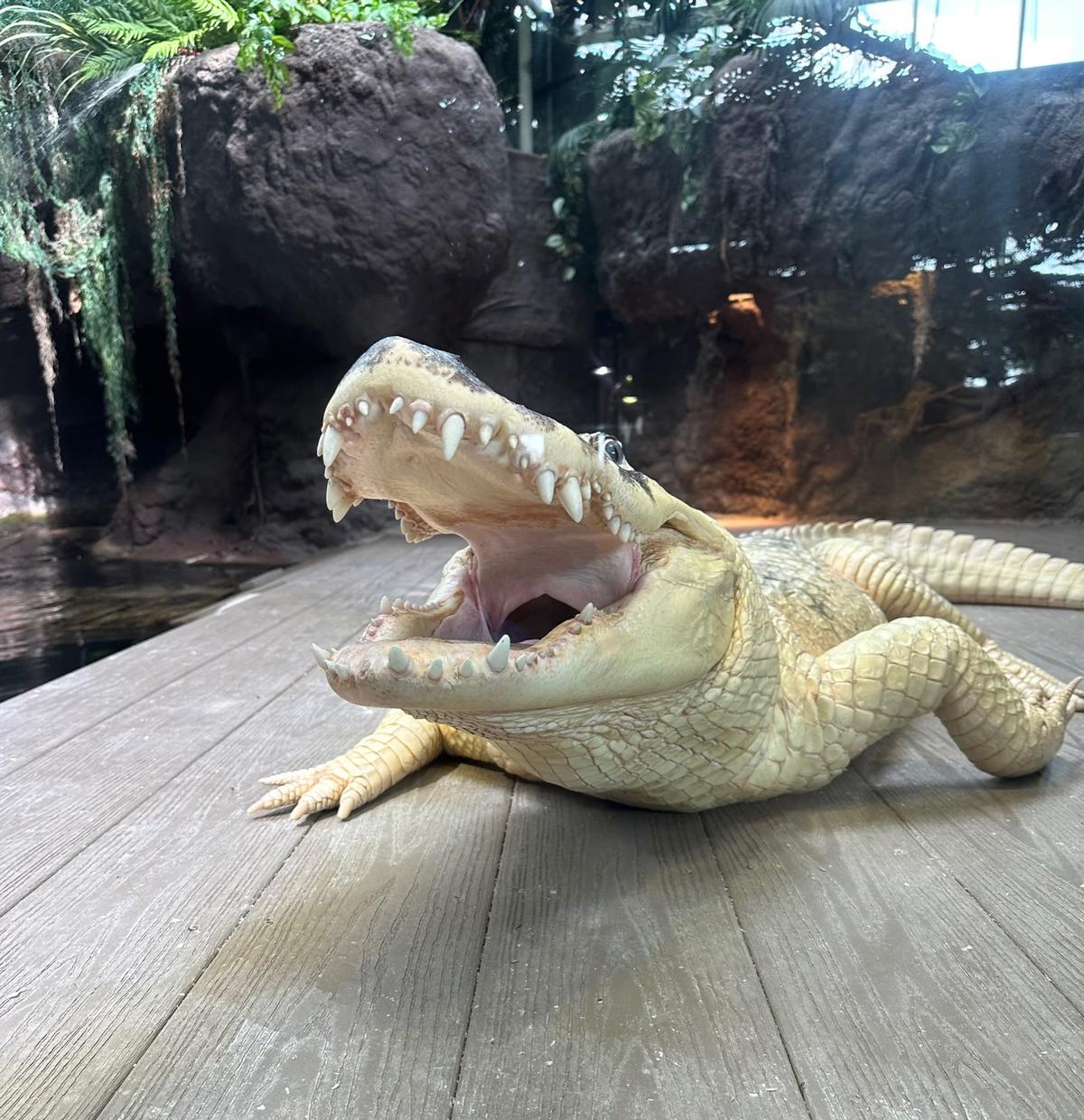Visitors can walk through a 450,000-gallon Gulf of Mexico exhibit; a lush Amazon rainforest or a Louisiana swamp, and it’s good to see Tchomp, the rare white alligator, in his domain. (Courtesy of Audubon Nature Institute/TNS)