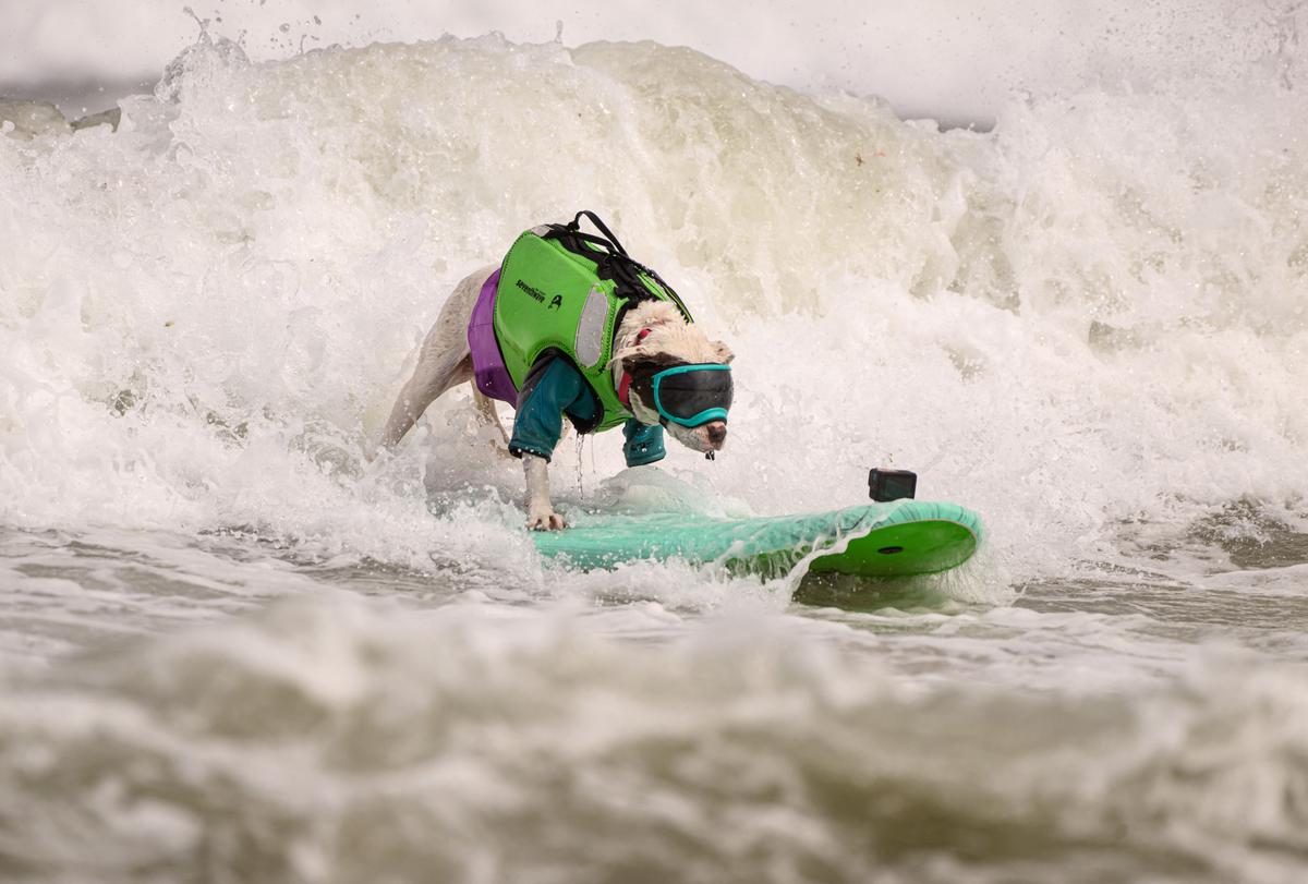 ‘Ruff’ Competition at the World Dog Surfing Championships