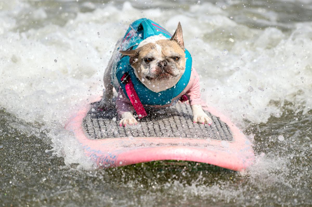 Bay Area Dog Surfing Contest Raising Funds as Permitting Costs Soar