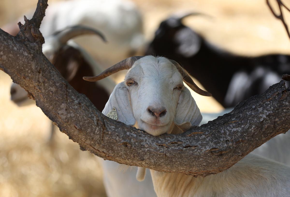 California Goat Herders Hope to Avoid Shutdown With Budget Trailer Bill