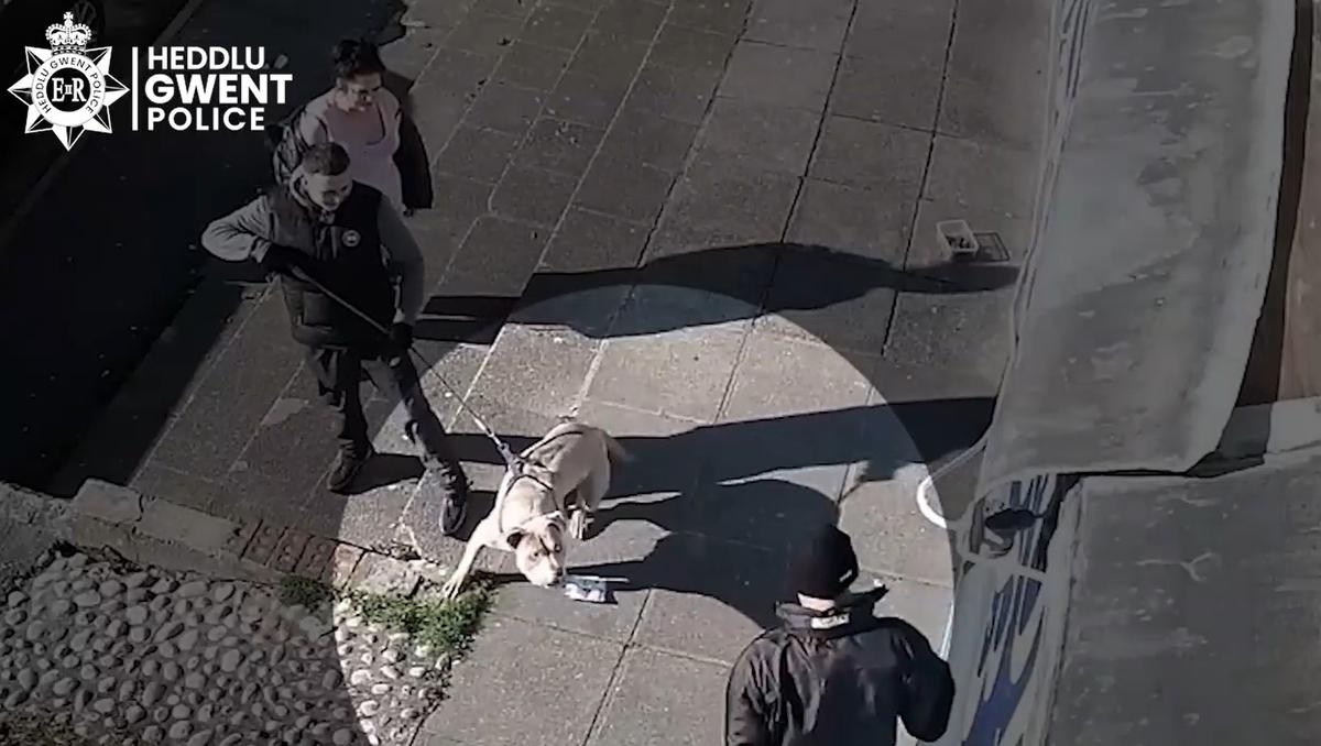 Braverman Seeks ‘Urgent Advice’ on Banning American Bully Breed of Dog