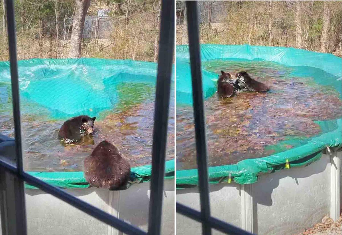 Bear Bunch Visit Family Every Year to Swim in Backyard Pool: ‘She’s Part of the Neighborhood’