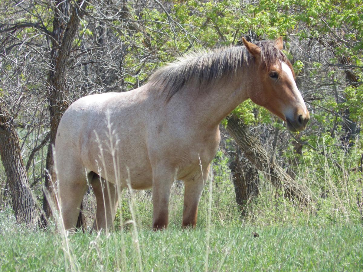 Public to Weigh In on Whether Wild Horses That Roam Theodore Roosevelt National Park Should Stay
