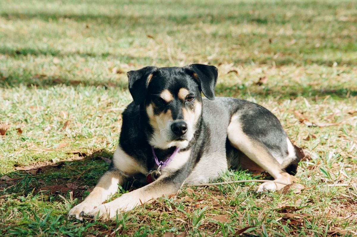 Laura Ippolito's dog, Rococo. (Courtesy of Laura Ippolito)