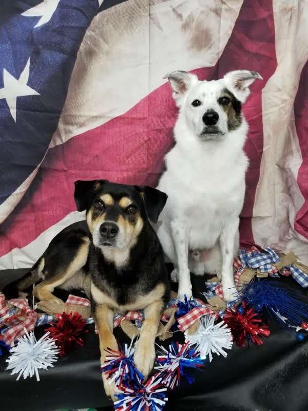 Laura Ippolito's dogs Rococo (L) and James. (Courtesy of Laura Ippolito)