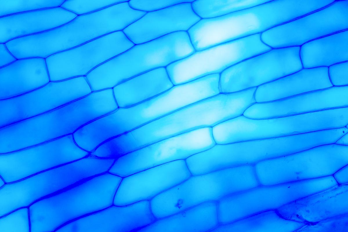 Methylene Blue: A Powerful Antioxidant That Repairs Aging Skin and Improves Brain Health