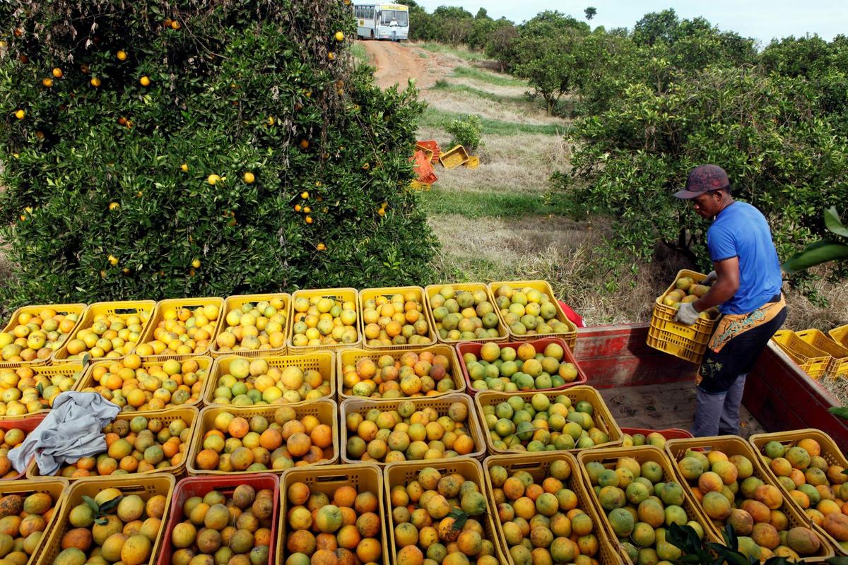 Orange Juice Prices Hit All-Time High Amid Bleak Production Outlook